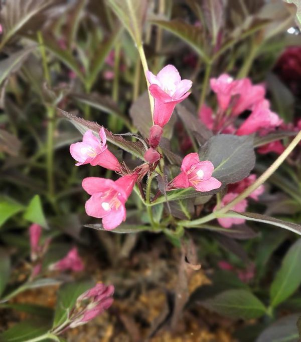 WEIGELA `SPILLED WINE`