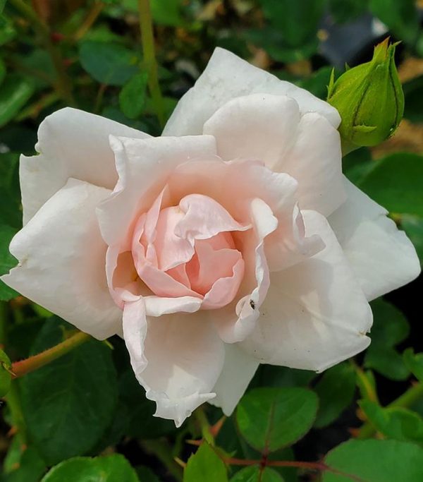 ROSA `NEW DAWN` - CL
