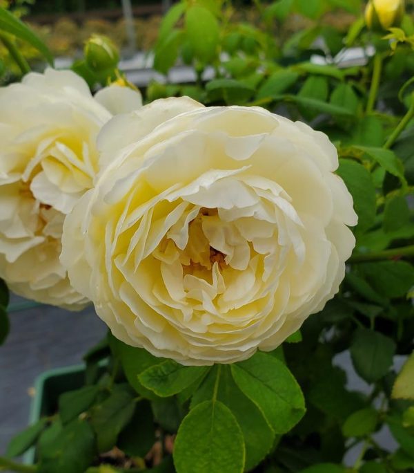 ROSA `CLAIRE AUSTIN`