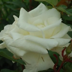 ROSA `HONOR`
