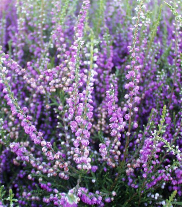 CALLUNA VULGARIS `TIB`