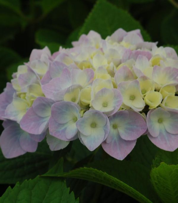 HYDRANGEA M `NANTUCKET BLUE`