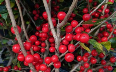 Red Sprite Winterberry