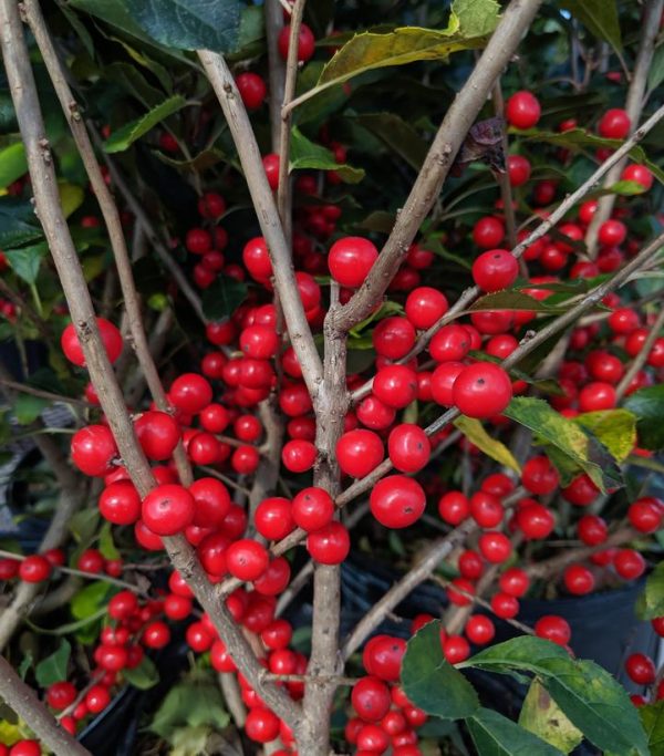 ILEX VERTICILLATA `RED SPRITE`