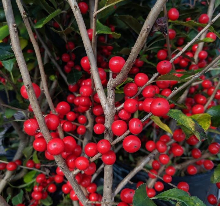 Red Sprite Winterberry