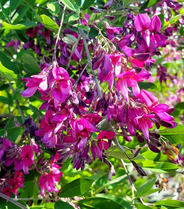 LESPEDEZA THUNBERGII `GIBRALTAR`