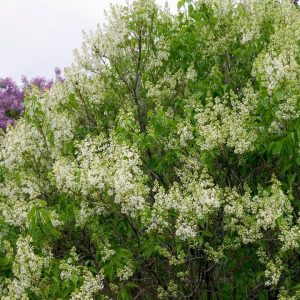 SYRINGA VULGARIS X `PRIMROSE`