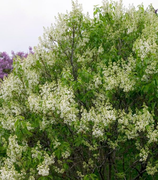 SYRINGA VULGARIS X `PRIMROSE`