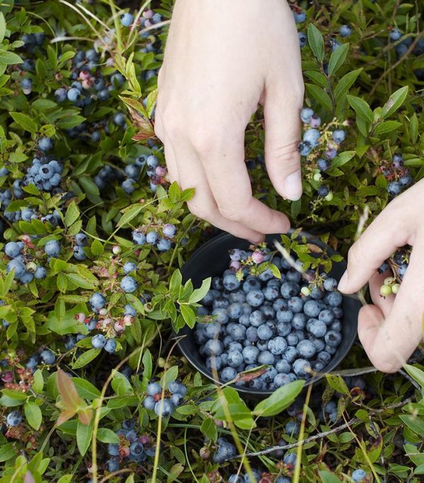 VACCINIUM ANGUSTIFOLIUM