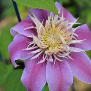 CLEMATIS `JOSEPHINE` (MUST SLEEVE)
