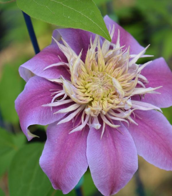 CLEMATIS `JOSEPHINE` (MUST SLEEVE)