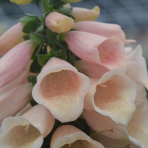 DIGITALIS PURPUREA `DALMATION PEACH`