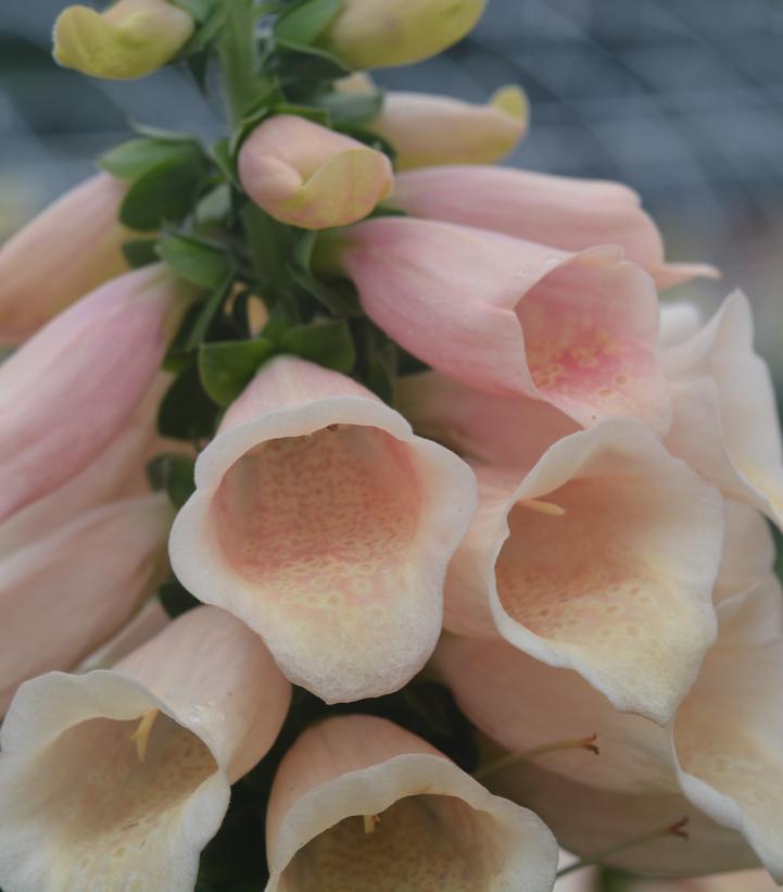 DIGITALIS PURPUREA `DALMATION PEACH`