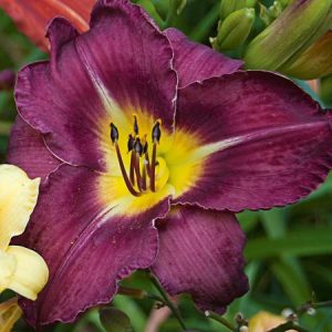 HEMEROCALLIS `BELA LUGOSI`