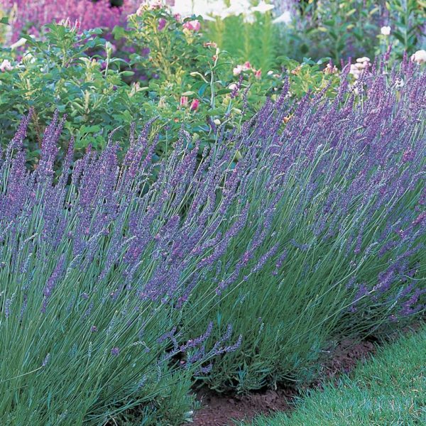 LAVANDULA X INTERMEDIA `GROSSO`