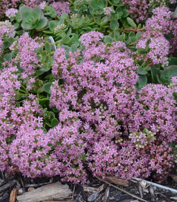 SEDUM SUN SPARKLER `LIME ZINGER`