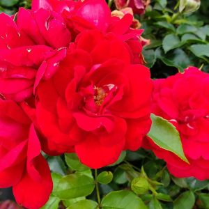 ROSA EE `PAINT THE TOWN`