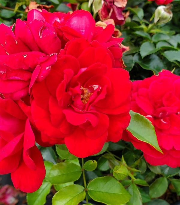 ROSA EE `PAINT THE TOWN`