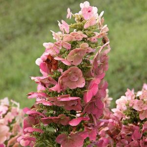 HYDRANGEA QUE. `RUBY SLIPPERS`