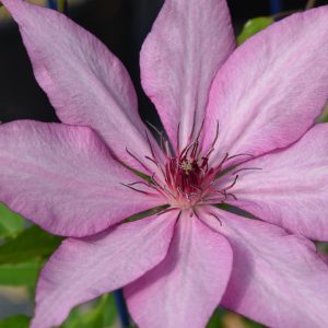 CLEMATIS `GISELLE` (MUST SLEEVE)