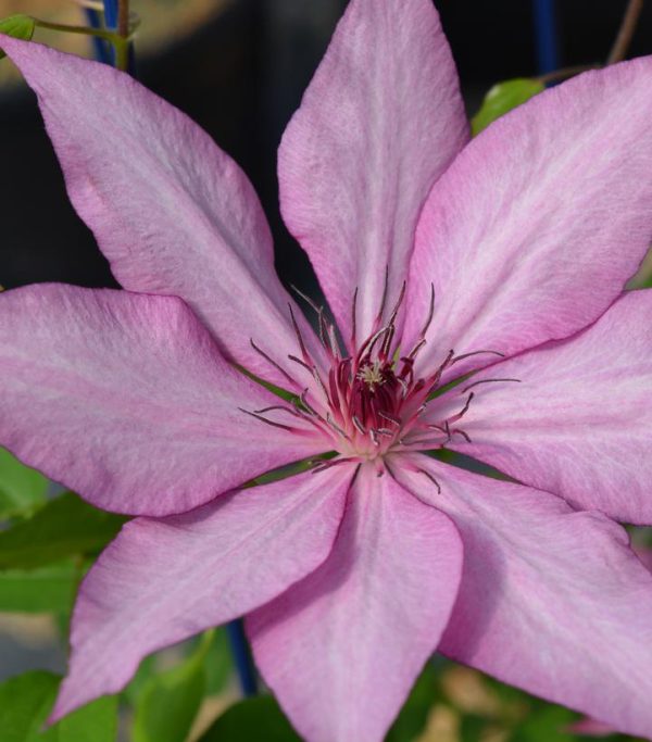 CLEMATIS `GISELLE` (MUST SLEEVE)