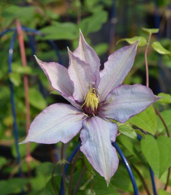 CLEMATIS `SAMARITAN JO` (MUST SLEEVE)