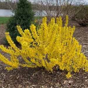 FORSYTHIA `SHOW OFF SUGAR BABY`