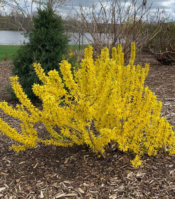 FORSYTHIA `SHOW OFF SUGAR BABY`