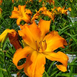 HEMEROCALLIS RAINBOW RHYTHM `PRIMAL SCREAM`
