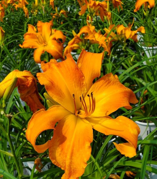 HEMEROCALLIS RAINBOW RHYTHM `PRIMAL SCREAM`