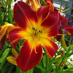 HEMEROCALLIS RAINBOW RHYTHM `RUBY SPIDER`