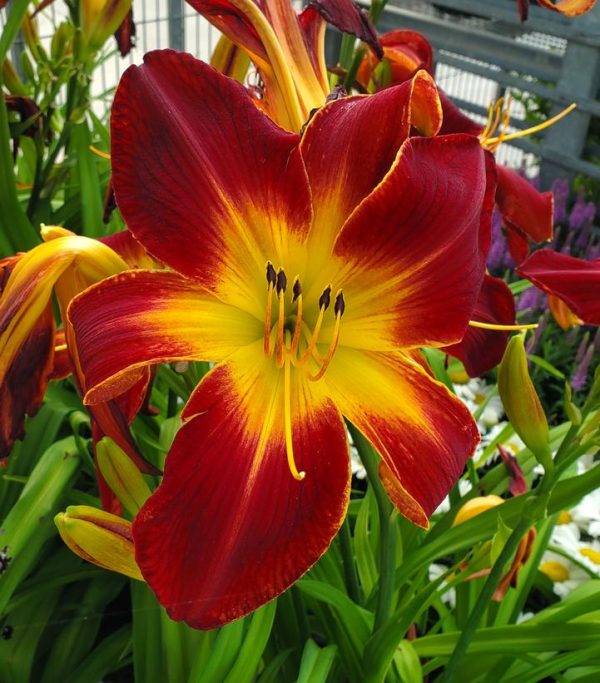 HEMEROCALLIS RAINBOW RHYTHM `RUBY SPIDER`