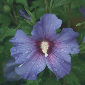 HIBISCUS SYR. `AZURRI BLUE SATIN`