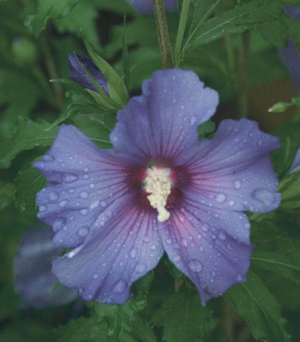 HIBISCUS SYR. `AZURRI BLUE SATIN`