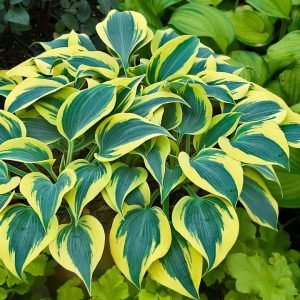 HOSTA SHADOWLAND `AUTUMN FROST`