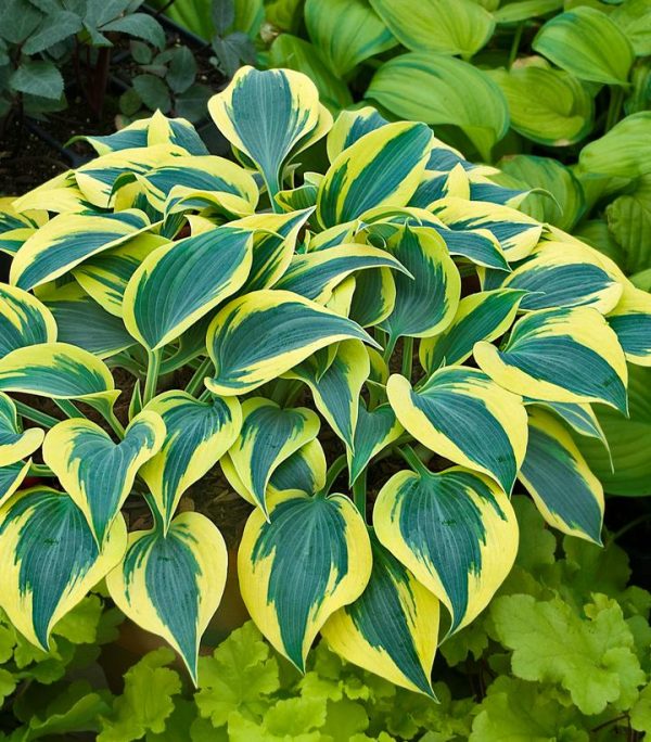 HOSTA SHADOWLAND `AUTUMN FROST`