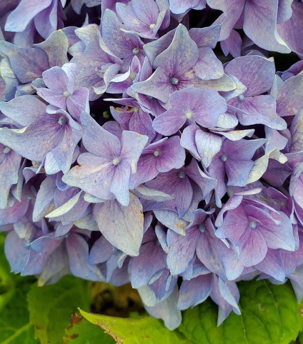 HYDRANGEA M L.D. `RHYTHMIC BLUE`