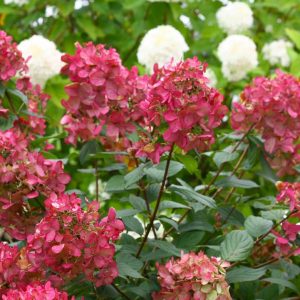 HYDRANGEA PAN. `FIRE LIGHT`