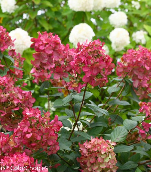HYDRANGEA PAN. `FIRE LIGHT`
