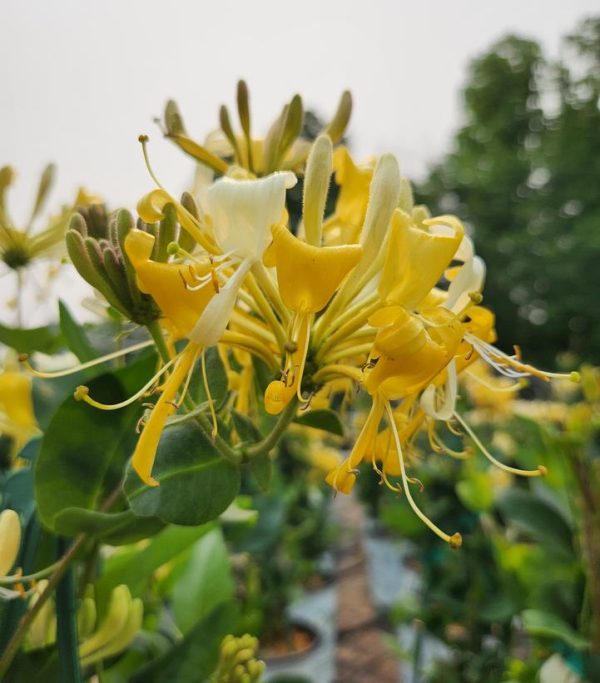 LONICERA PERIC. `SCENTSATION`