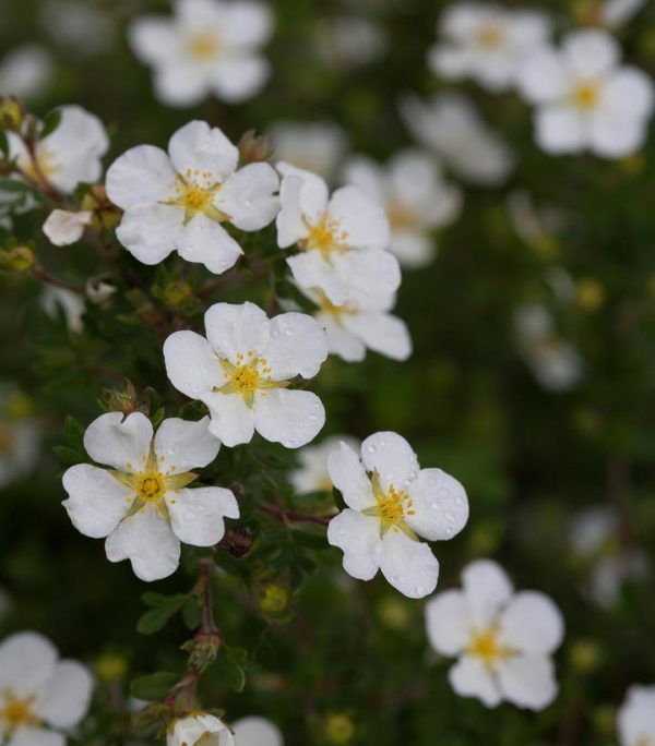 POTENTILLA FRUTICOSA HAPPY FACE `WHITE`