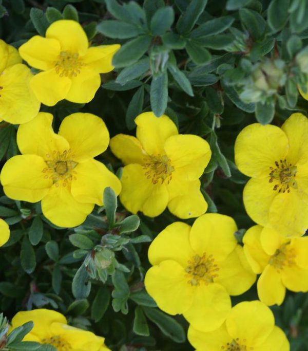 POTENTILLA FRUTICOSA HAPPY FACE (YELLOW)