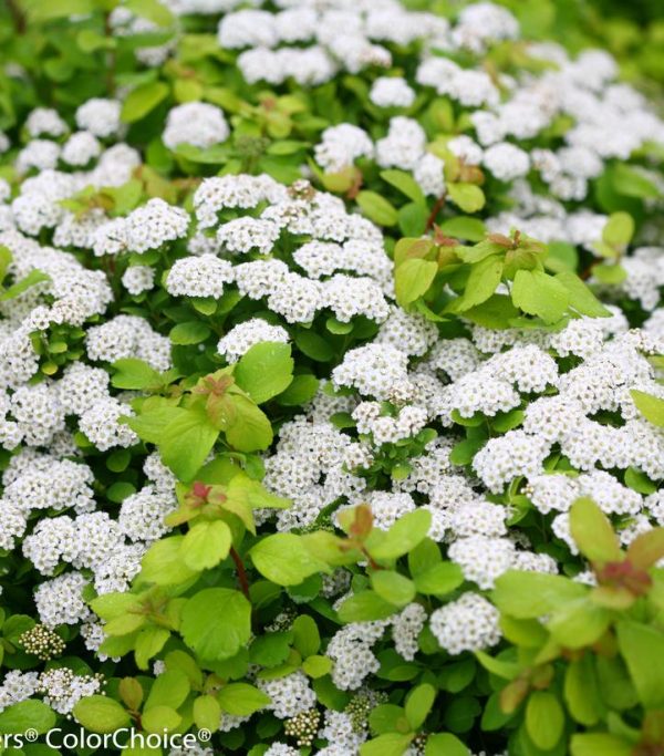 SPIRAEA BETULIFOLIA `GLOW GIRL`
