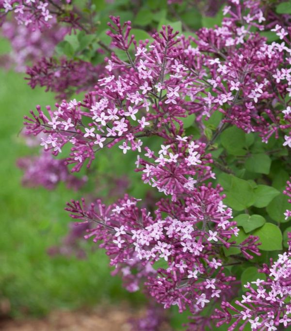 SYRINGA X BLOOMERANG `DARK PURPLE`