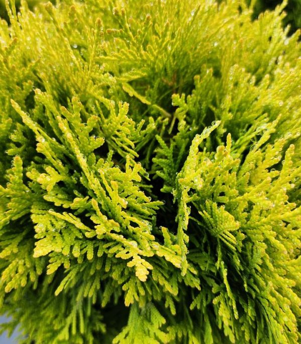 THUJA OCCIDENTALIS `ANNA`S MAGIC BALL`