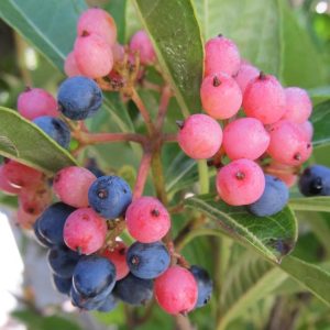 VIBURNUM NUDUM `BRANDYWINE`