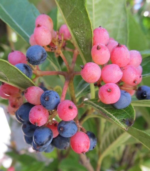 VIBURNUM NUDUM `BRANDYWINE`