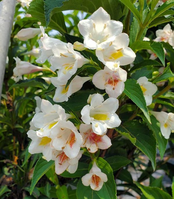 WEIGELA `SONIC BLOOM PEARL`