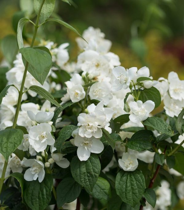 PHILADELPHUS `SNOW WHITE`