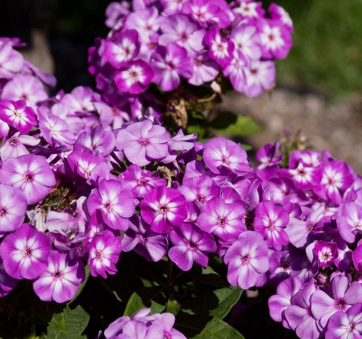 Grape Lollipop Phlox (Phlox paniculata ‘Ditomsur’ PP21,109)